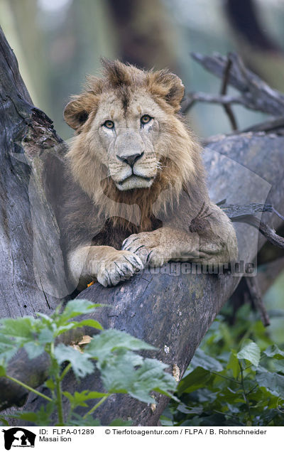 Masai lion / FLPA-01289