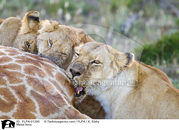 Masai lions / FLPA-01290