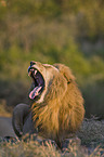 Masai lion