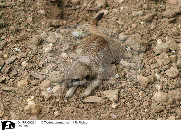 meerkat / RR-00264