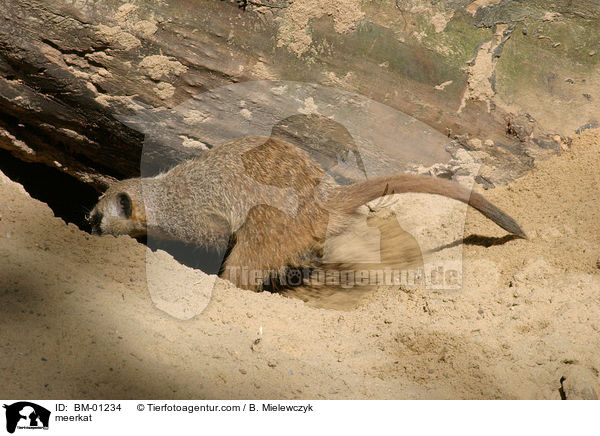 Erdmnnchen / meerkat / BM-01234