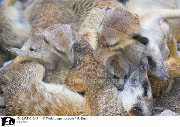 Erdmnnchen / meerkat / MAZ-01217