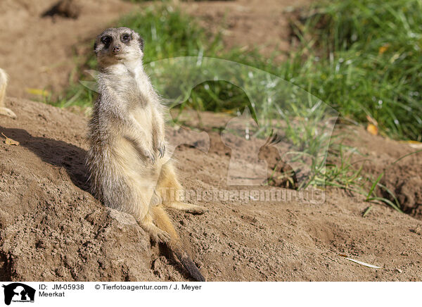 Meerkat / JM-05938