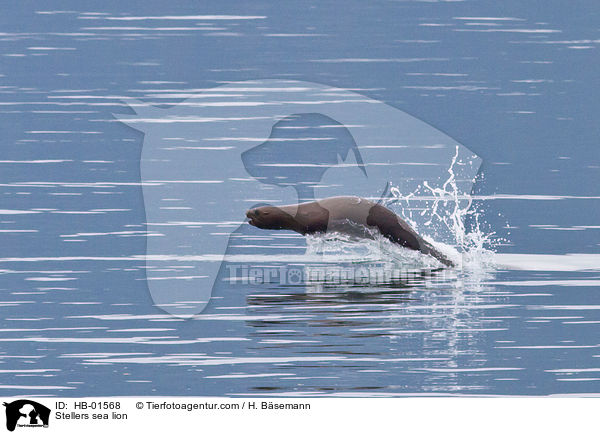 Stellerscher Seelwe / Stellers sea lion / HB-01568