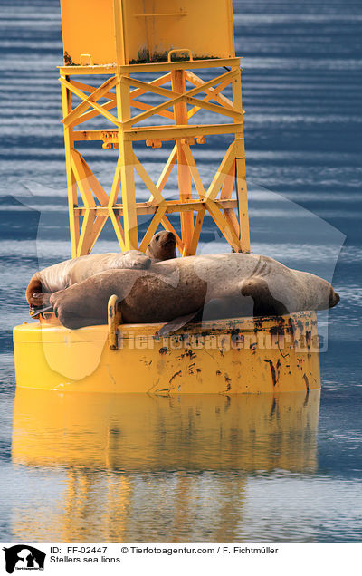 Stellersche Seelwen / Stellers sea lions / FF-02447