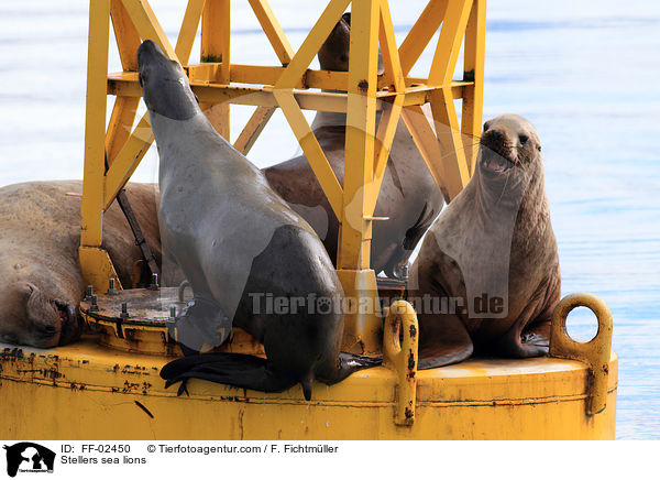Stellersche Seelwen / Stellers sea lions / FF-02450