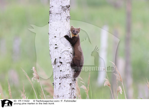 young pine marten in the tree trunk / FF-11422
