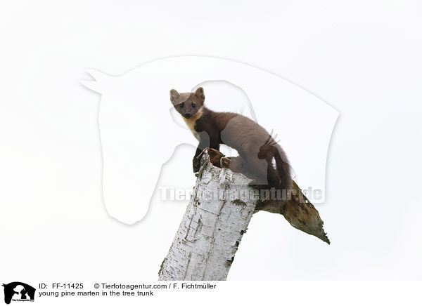 young pine marten in the tree trunk / FF-11425
