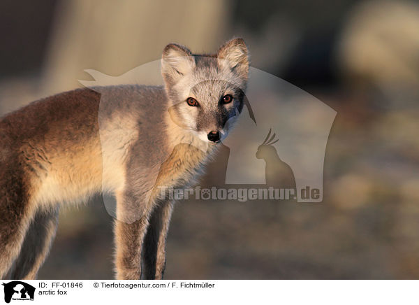 arctic fox / FF-01846
