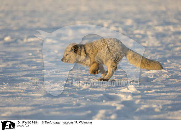 Polarfuchs / arctic fox / PW-02749