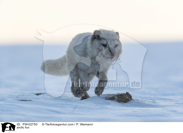 arctic fox / PW-02750