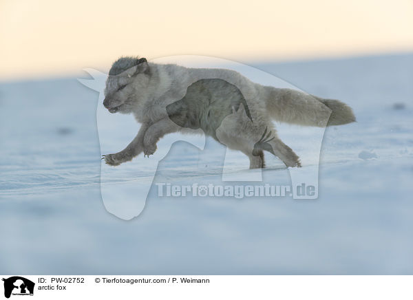 Polarfuchs / arctic fox / PW-02752