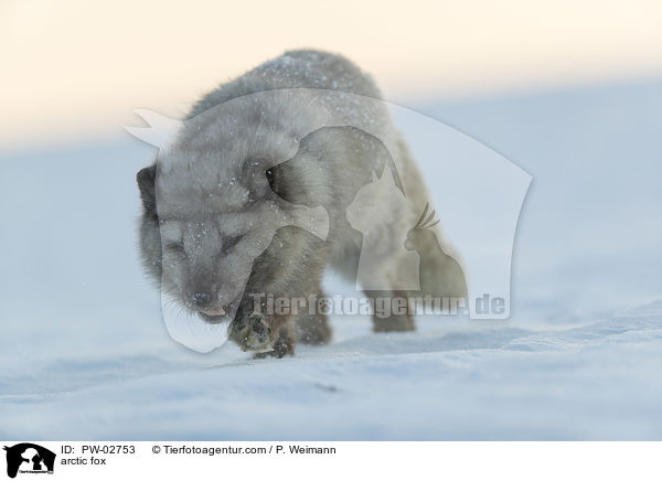 Polarfuchs / arctic fox / PW-02753