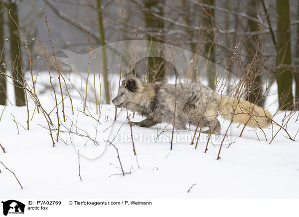 Polarfuchs / arctic fox / PW-02769