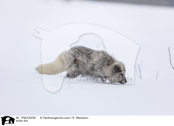 Polarfuchs / arctic fox / PW-03009