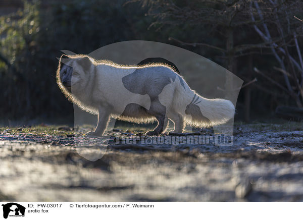 arctic fox / PW-03017