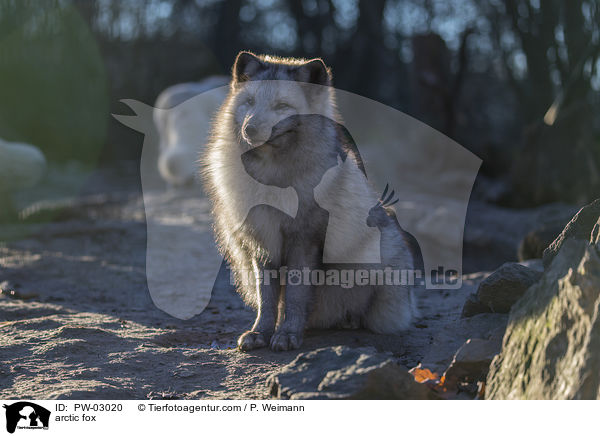 arctic fox / PW-03020