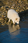 standing arctic fox