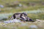 arctic foxes