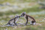 arctic foxes