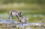 arctic foxes