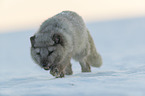 arctic fox