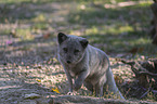 arctic fox