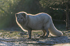 arctic fox