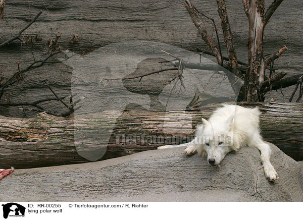lying polar wolf / RR-00255