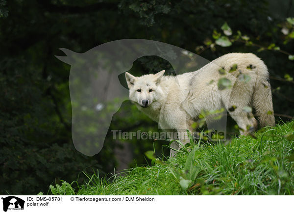 Polarwolf / polar wolf / DMS-05781