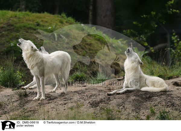 polar wolves / DMS-06618