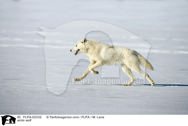 arctic wolf / FLPA-02332