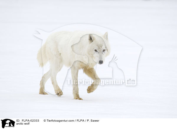 Polarwolf / arctic wolf / FLPA-02333