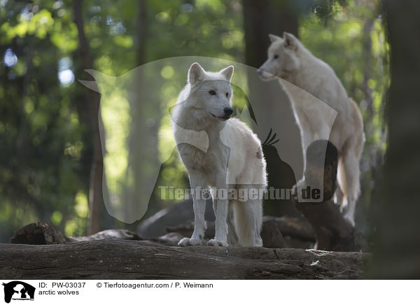 arctic wolves / PW-03037
