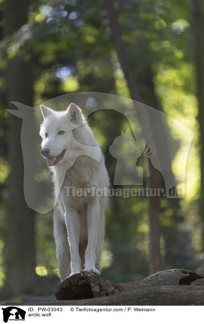 arctic wolf / PW-03043