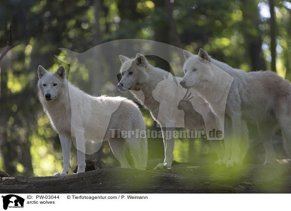 arctic wolves / PW-03044
