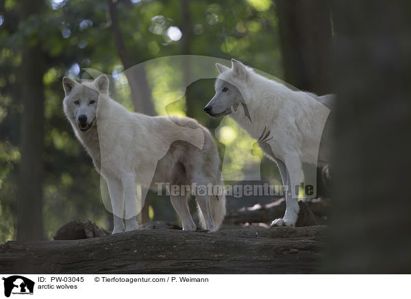 arctic wolves / PW-03045