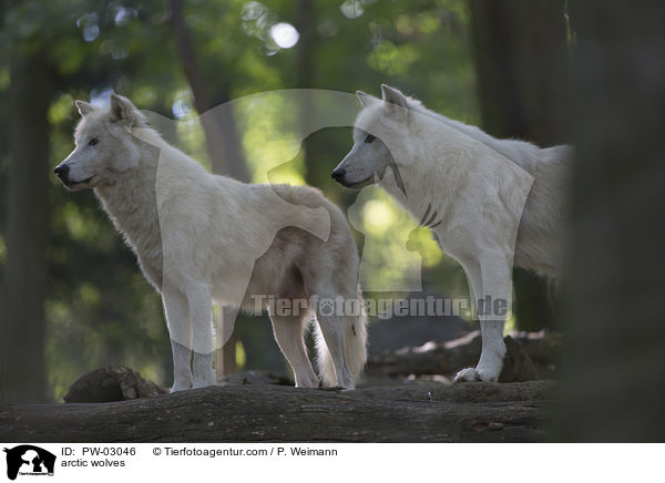 arctic wolves / PW-03046