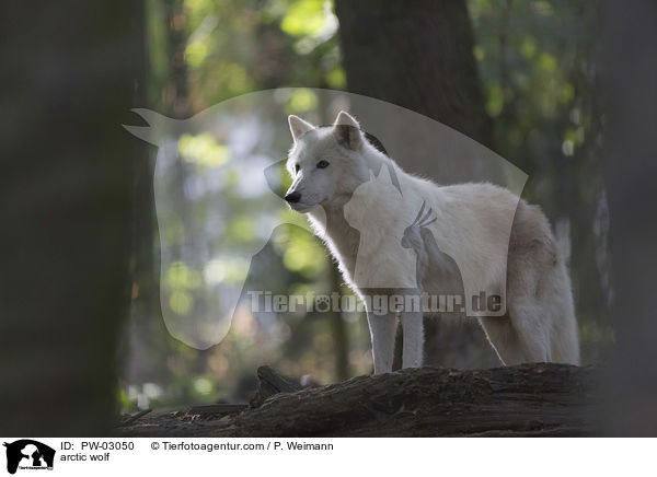 arctic wolf / PW-03050