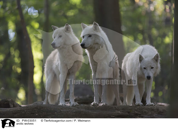 arctic wolves / PW-03051