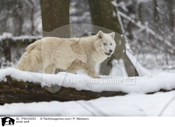 arctic wolf / PW-03053