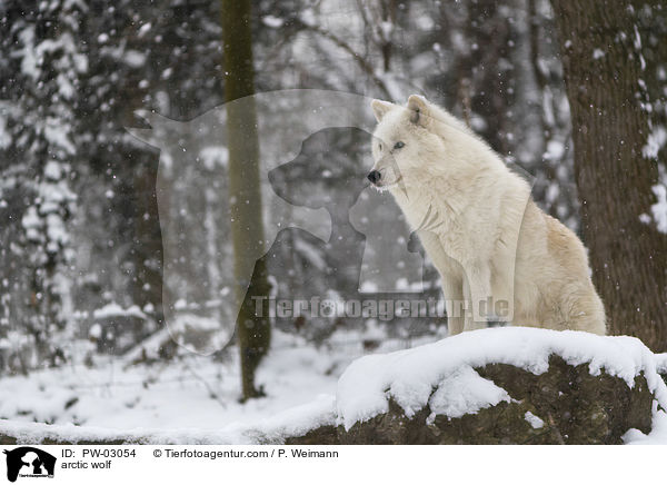 arctic wolf / PW-03054