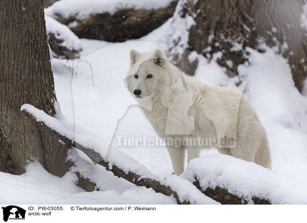 arctic wolf / PW-03055