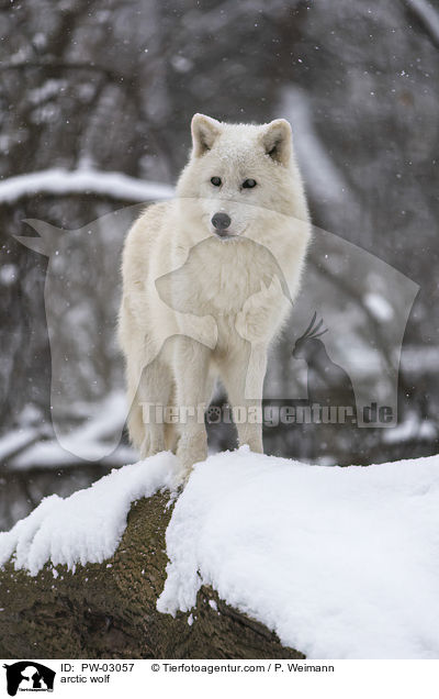 arctic wolf / PW-03057