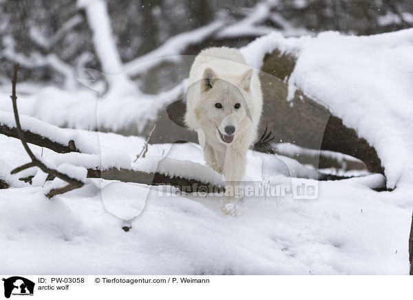 arctic wolf / PW-03058