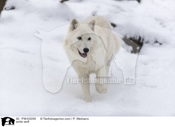 arctic wolf / PW-03059