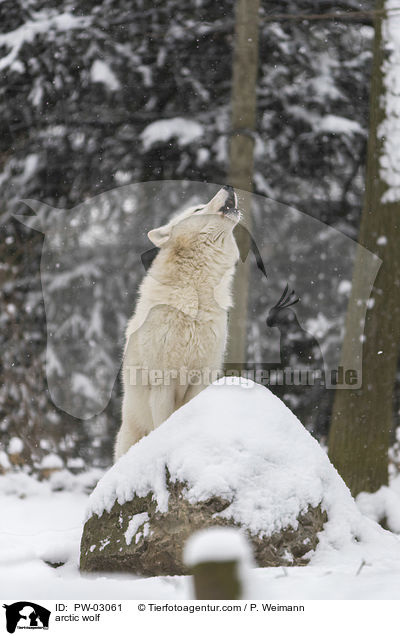 arctic wolf / PW-03061