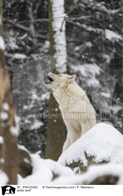 arctic wolf / PW-03062