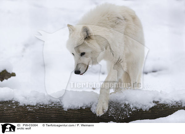 arctic wolf / PW-03064
