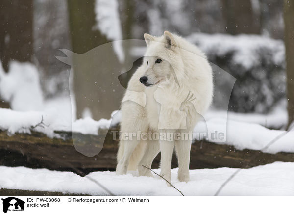arctic wolf / PW-03068